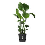 greenville round 30cm living black